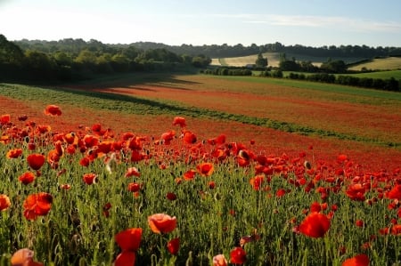 Poppy Dawn - flowers, field, poppy, nature, dawn