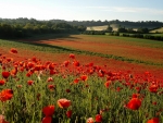 Poppy Dawn