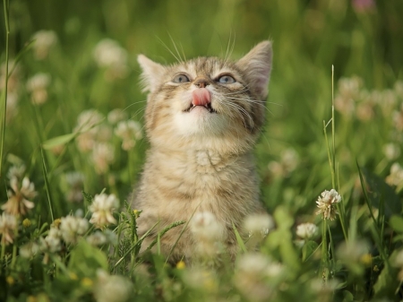 curiosity kitten in the garden - animals, cats, curiosity, garden, kitten