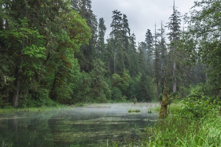 forest - nature, fun, lake, forest, cool