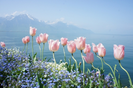 Spring Flowers - water, mountain, tulipps, spring