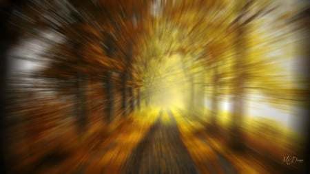 Autumn Forest Light - path, zoom, lane, road, forest, light, woods