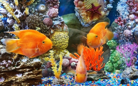 Underwater World of Fish