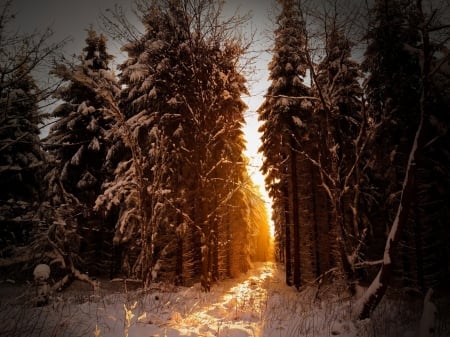 Morning Lights - morning, nature, trees, forest, snow, winter, lights