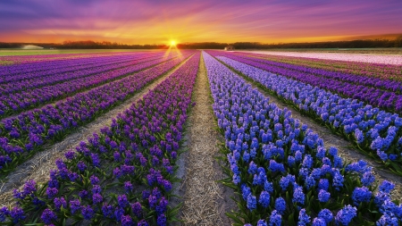 Sunset over lavender field - flowers, field, spring, sunset