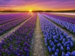 Sunset over lavender field