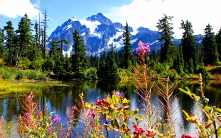 Mountain lake - trees, pond, landscape, forest, reflection, mountain, wildflowers, tranquility, peak, cliffs, serenity, lake, sky, rocks