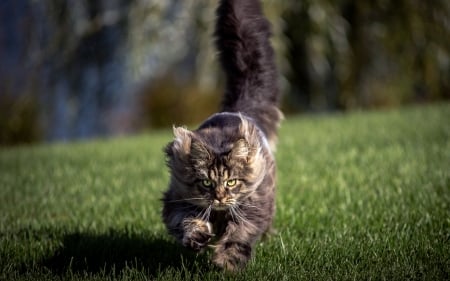 Norwegian forest cat. - norwegian, running, forest, cat