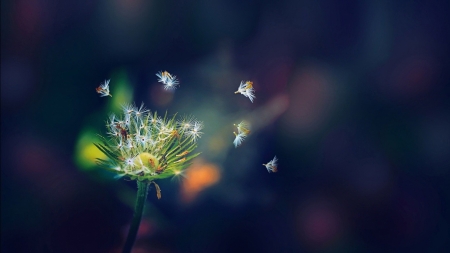 Gone with the wind - water, grass, forest, mountain, tree, nature, jungle, Flower, leaf