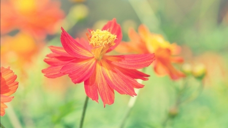 Flower - leaf, flower, tree, nature