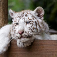 White tiger