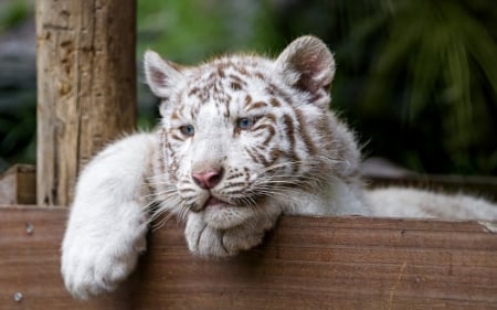 White tiger - white, animal, paw, wood, tiger