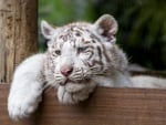 White tiger