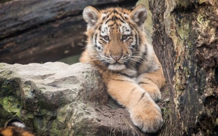 Tiger - amur, animal, tiger, paw, wood