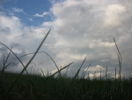 grass and clouds