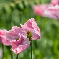 Poppies