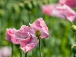 Poppies