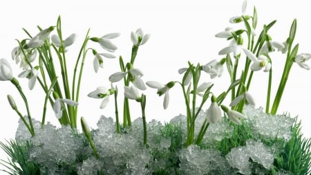 Snowdrops - white, flower, snowdrops, spring, ice, snow, green