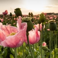 Poppies