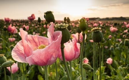 Poppies - pink, green, field, poppy, flower