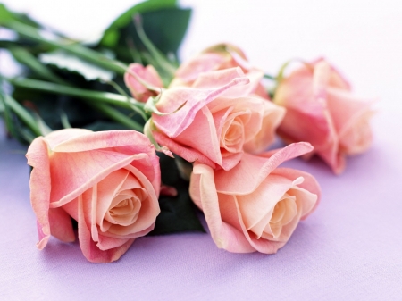 Roses - soft, day, mother, valentine, bouquet, rose, pink, green, flower