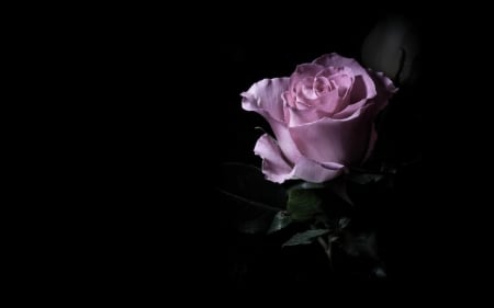 Rose - purple, pink, rose, black, flower