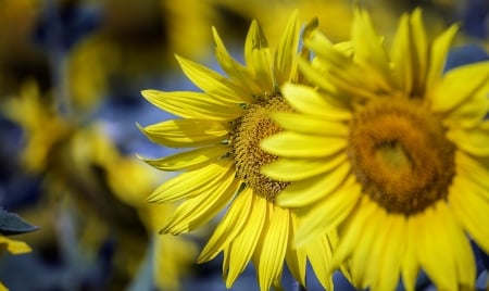 Sunflowers - summer, yellow, sunflower, blue