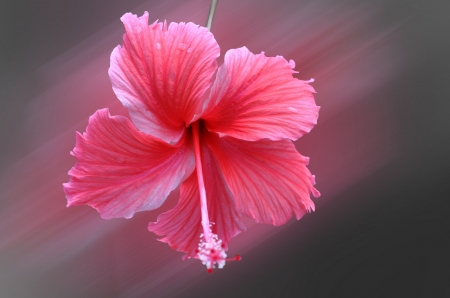 Hibiscus - flower, pink, black, hibiscus