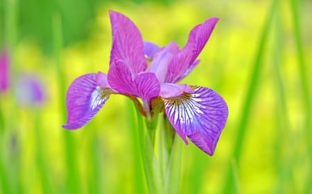 Iris - summer, green, iris, flower, pink