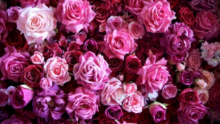 Roses - skin, carpet, purple, rose, flower, pink