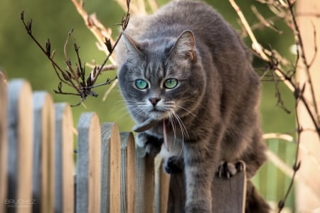 Cat - wood, fence, cat, grey, animal