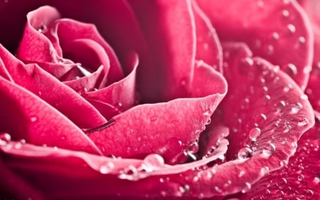 Rose - skin, water drops, pink, wet, rose, flower