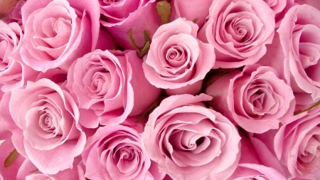 Roses - carpet, flower, rose, pink, skin