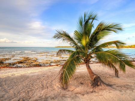 Sandy Beach - trees, sandy, nature, beach, sea, ocean, palm