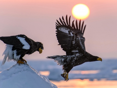 Eagle Flight - animal, eagle, birds, sun