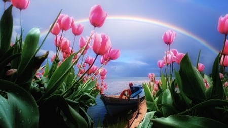 Flowers and Rainbow - flowers, sky, rainbow, nature