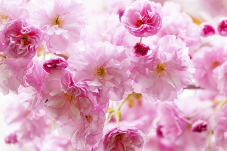 Pink Blooms - flowers, blooms, petals, pink