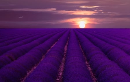 Sunset at Lavender Field - sky, sunset, lights, lavender