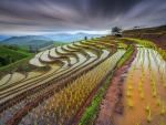 Rice Field