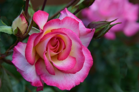 Pink Roses - buds, blossoms, petals, plant, leaves, garden