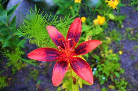 Garden Lily - blossom, summer, red, petals