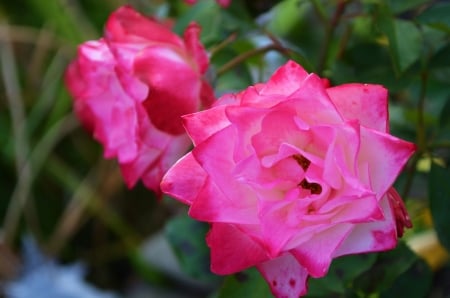 Pink Roses - blossoms, petals, plant, leaves, garden