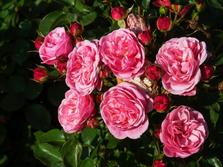 Roses - blossoms, garden, pink, petals, leaves