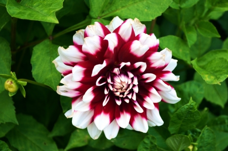 Dahlia - white, buds, red, petals, plant, blossom, colors, garden