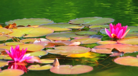 Waterlily - buds, blossoms, petals, water, leaves