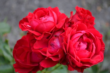 Red Blossoms - garden, flower, rose, petals, plant