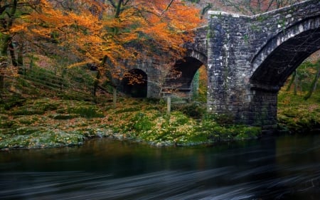 Bridge - tree, bridge, nature, ancient