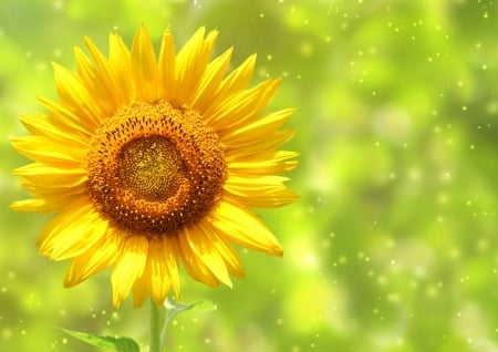 Sunflower - sunflower, yellow, summer, green, flower