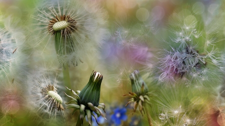 Dandelion - macro, dandelion, spring, summer