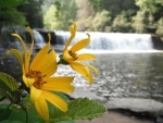 Waterfall and Flowers